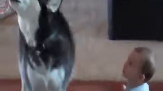 любовь животных к человеку смотреть онлайн