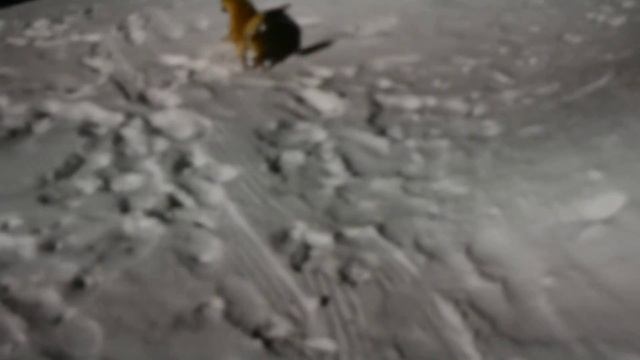 Лиса Лисичка и подарок от Деда Мороза! смотреть онлайн