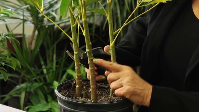 How to Prune a Schefflera Plant : Gardening & Plant Care смотреть онлайн