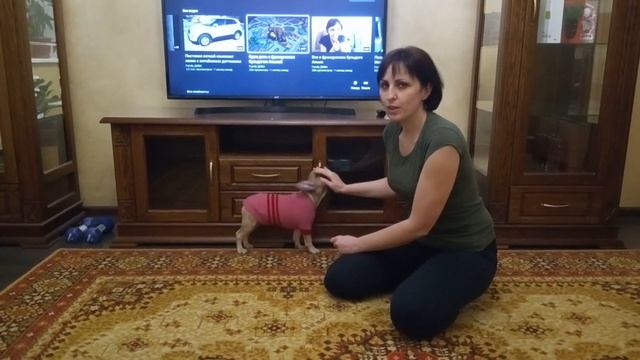 Обновка для французского бульдога Альмы