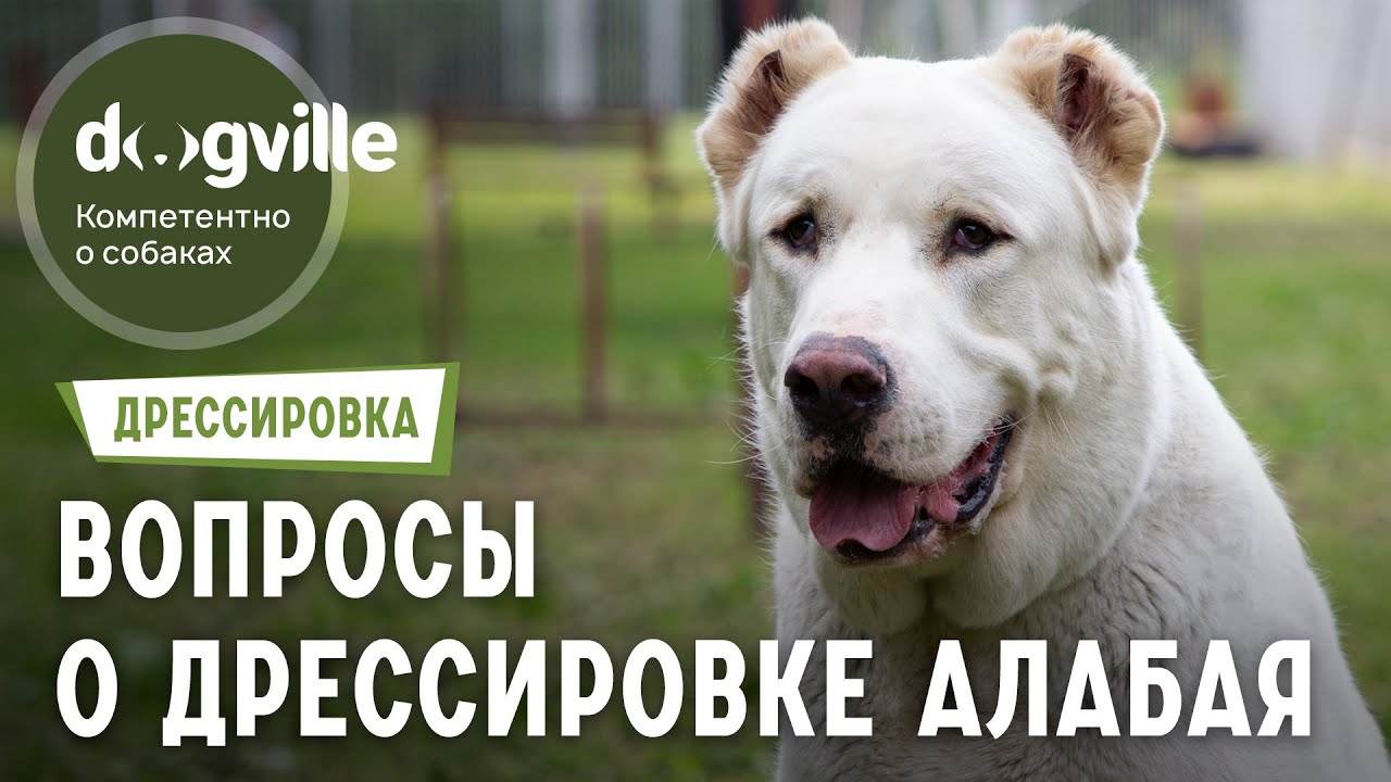 Дрессировка Алабая - Сложности, вопросы, разбор конкретных случаев смотреть онлайн