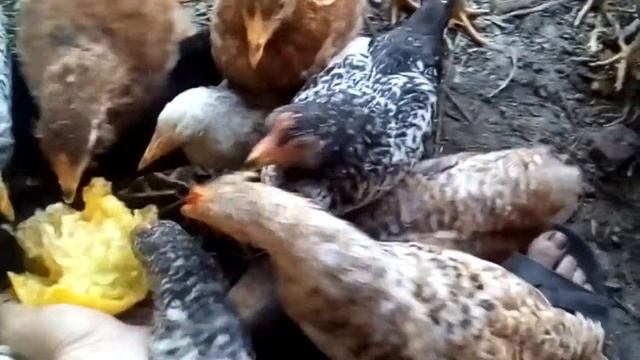 Куры едят помидоры как лев мясо смотреть онлайн