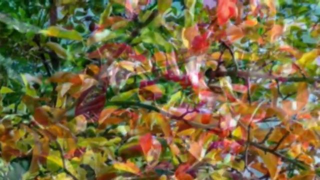 ОСЕННИЕ ЛИСТЬЯ. ПЭТ БУН смотреть онлайн