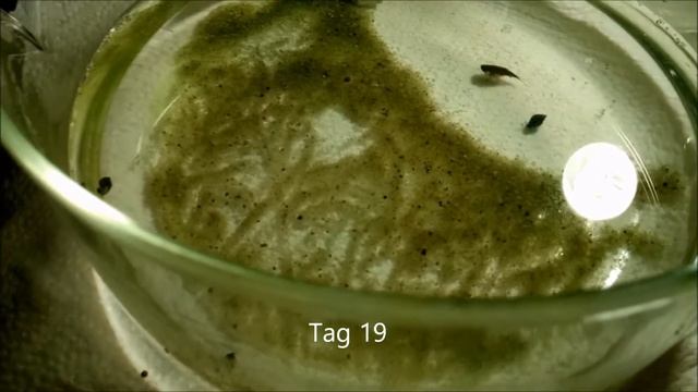 Triops Cancriformis Cancriformis Wachstum / Growth смотреть онлайн