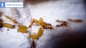 САМЫЕ РЕДКИЕ МУРАВЬИ В МИРМЕКИПЕРСКИХ КОЛЛЕКЦИЯХ🤯