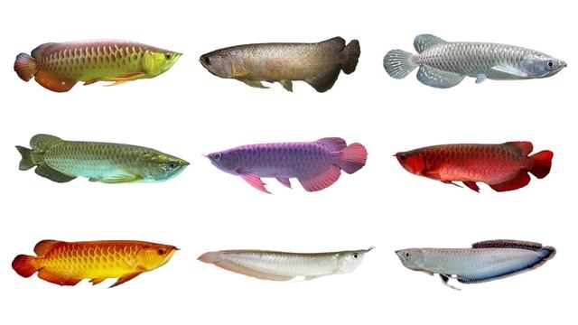 9 Species Of Arowana | Bony tongues | Subfamily Osteoglossinae смотреть онлайн