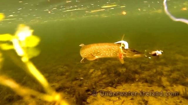 Fishing: best on youtube pike attacks on deadbaits underwater 2014. Рыбалка атака щуки. смотреть онлайн