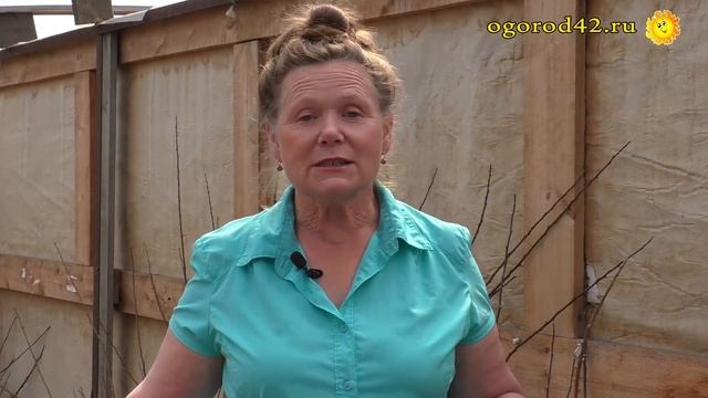 Как выбрать лучший саженец смородины для посадки? смотреть онлайн