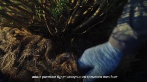 Как посадить иву? Как правильно посадить иву на участке?