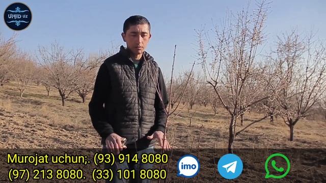 Mevali Daraxtlarga shakl berish. BAHORGI (ОБРЕЗКА) Namangan viloyati Chortoq tumani. смотреть онлайн