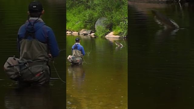 Семга атакует шнур! #shorts #flyfishing #atlanticsalmon #kolapeninsula #нахлыст #семга #рыбалка смотреть онлайн