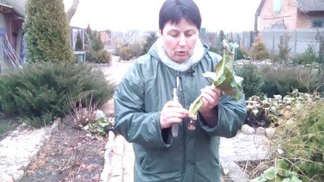 Бадан толстолистный. Канал: Сад, огород и не только... смотреть онлайн