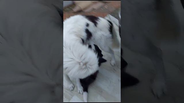 отлучение от груди😁 смотреть онлайн