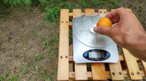 Диплоидная слива То Че Сан/TC Sun® 19.08.2022