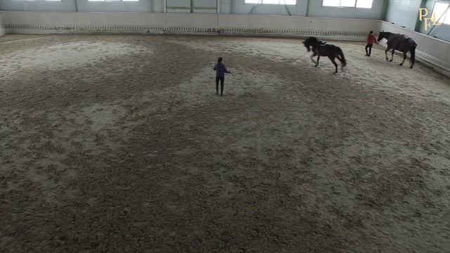 Как сохранить за собой лошадь при разделе имущества супругов. Адвокат Бойцова в КСК «Толстая лошадь смотреть онлайн