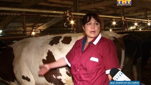 Больше шести тысяч литров молока на фуражную корову смотреть онлайн