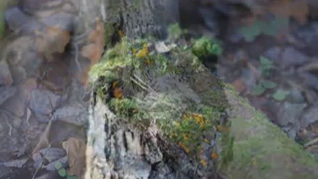 Северный ветер смотреть онлайн