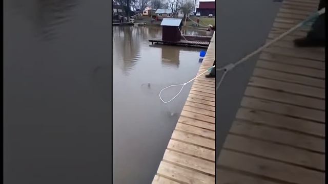 Утро 22.04.2022г Щеглятьево, Домодедовский район!! смотреть онлайн