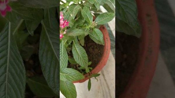 Pentas plant care