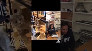 Парень сделал из мяуканья кота песню