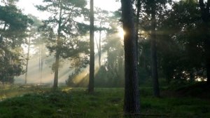 Һандуғас (Соловей) - Нил Аминов (башҡорт халыҡ көйҙәре)