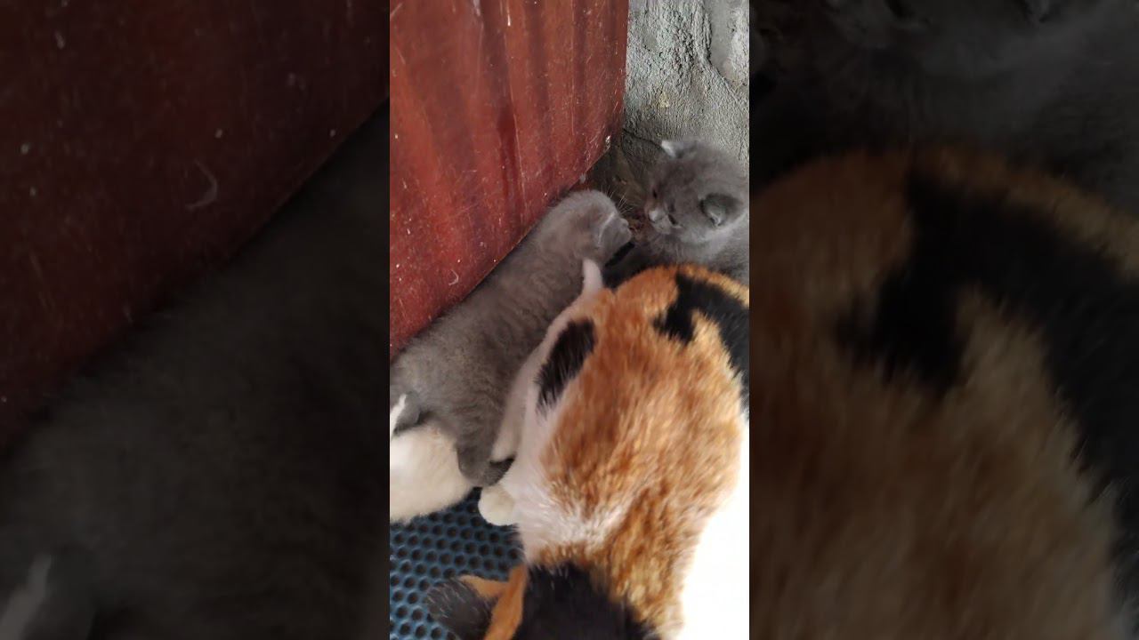 наши кнопочки . смотреть онлайн