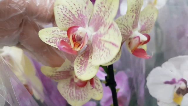 ЧУДЕСНОЕ поступление ОРХИДЕИ фаленопсис LEROY MERLIN ЛЕРУА МЕРЛЕН орхидея Orchid phalaenopsis смотреть онлайн