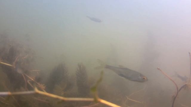 Есть ли рыба в озёрах деревни Кондуки ???? #кондуки #рыбалка смотреть онлайн