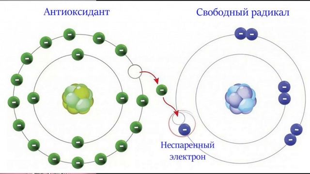 Почему седина или оксидативный стресс простыми словами смотреть онлайн