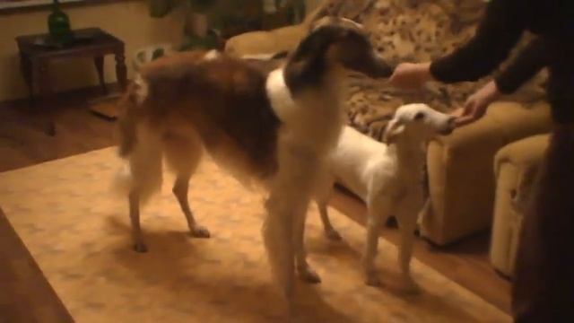 Луи и Залихват учимся 1 смотреть онлайн