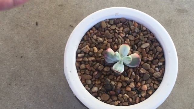 The MOST EXPENSIVE Plant In My Collection! смотреть онлайн