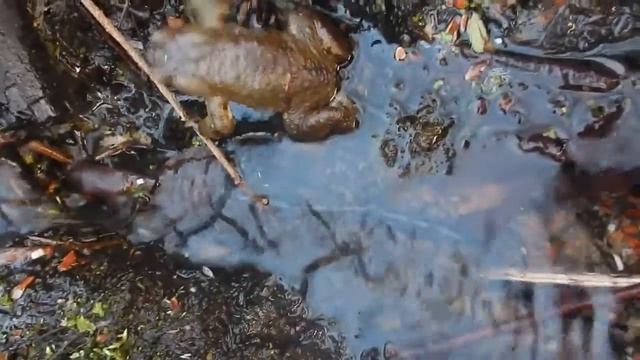 Реконьская весна смотреть онлайн