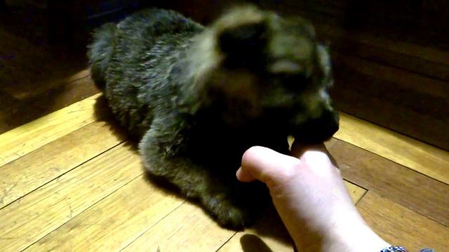 1. Пушистый щенок-медвежонок :) смотреть онлайн