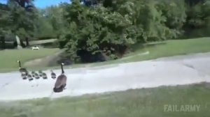 Самый крутой фокусник. Люди и животные. Розыгрыш гориллы. Funny Fails. Горилла ТВ