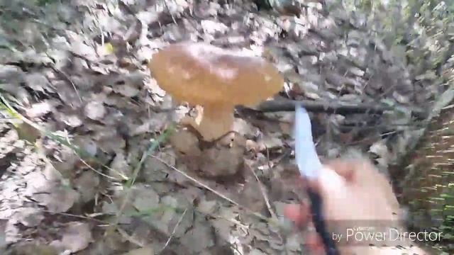 Весна, грибы... смотреть онлайн