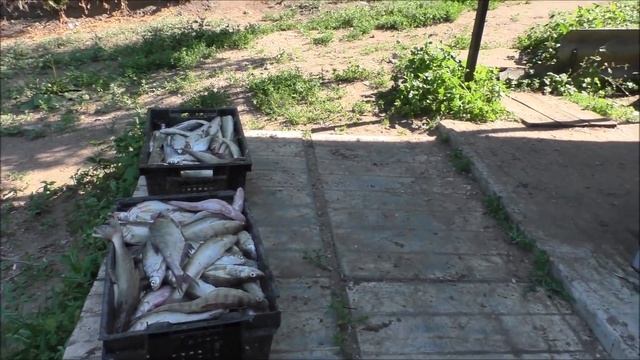 Кто сказал, что в Волге нет рыбы! смотреть онлайн