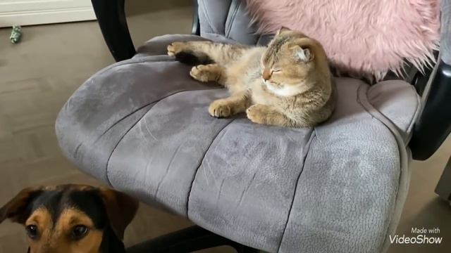 На закусочку башмачок 👞Утро доброе с питомцами 🐕🐈 О Бобке 🥖 батончике🐕 Olga Kirchgessner смотреть онлайн
