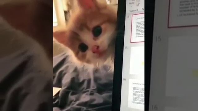 video_3@09-08-2020_13-27-44.mp4 смотреть онлайн