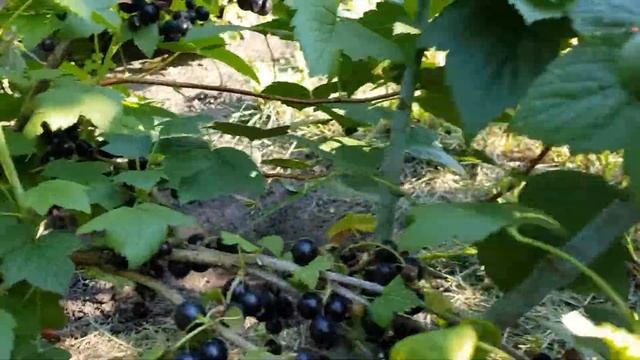 Сорт черной смородины 