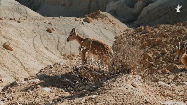 "Саул и Давид" (Часть 2) 1 Царств 16:1; 6. смотреть онлайн