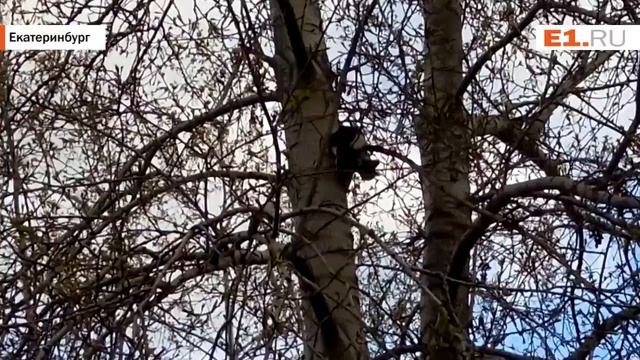Ворона пытается скинуть кошку с дерева смотреть онлайн