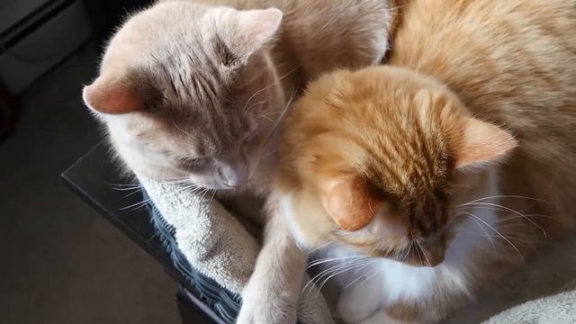 Когда были приручены кошки | All About смотреть онлайн