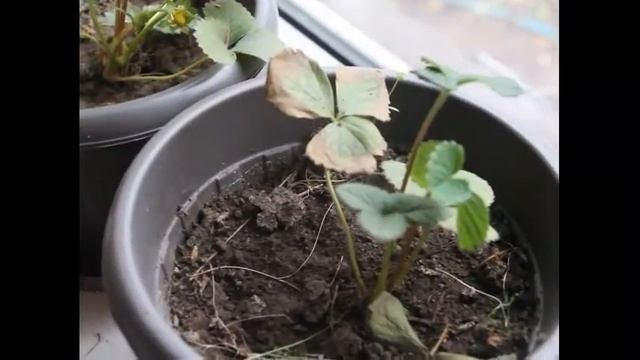 Эксперимент выращивания клубники в квартире зимой на стеллаже смотреть онлайн