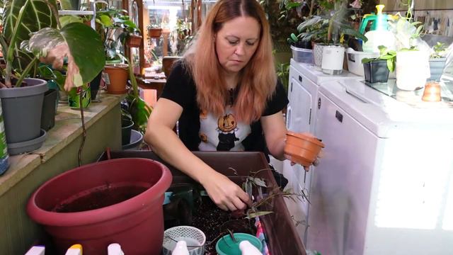 Plant Chores - Repotting houseplants смотреть онлайн