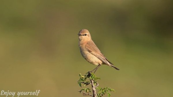 Beautiful Birds Singing in Forest 4K • Relaxing Bird Sounds, Instant Relief from Stress and Anxiety