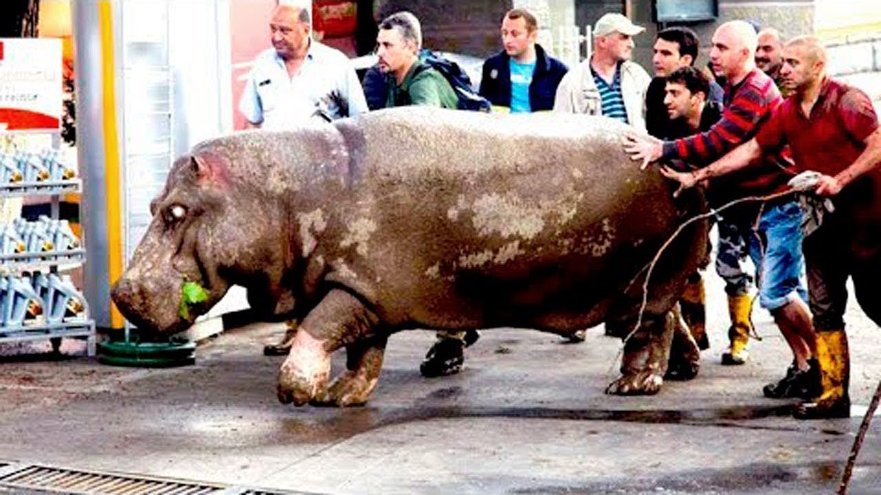 10 Удивительных Побегов Животных из Зоопарка смотреть онлайн