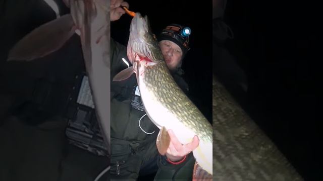 ОГРОМНАЯ ЩУКА НА ЖЕРЛИЦУ смотреть онлайн