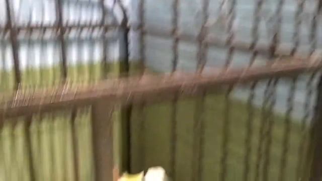 Контактный Зоопарк в Санкт-Петербурге смотреть онлайн