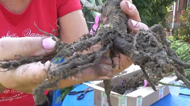 Ремонтный Гений