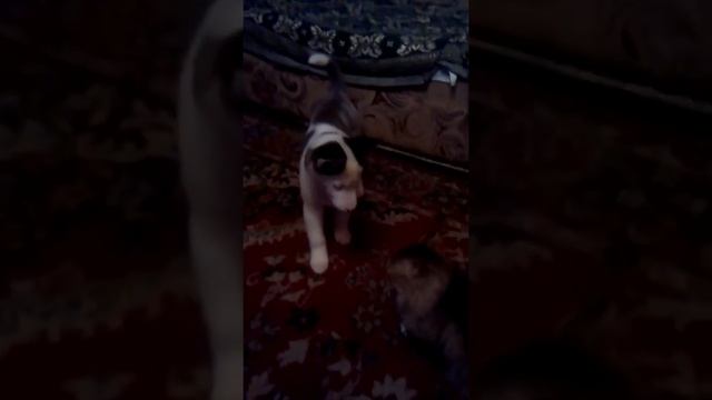 Всё-таки кошки не любят собак смотреть онлайн